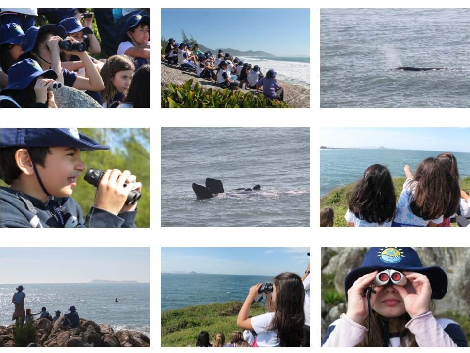 Monitoramento mirim costeiro avistamento baleia franca